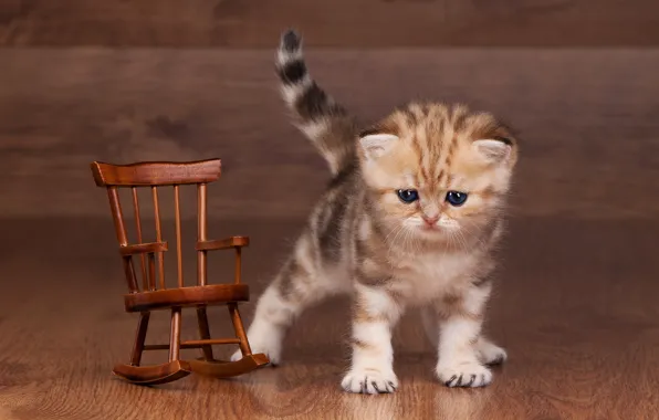 Cat, look, pose, kitty, background, tree, toy, legs