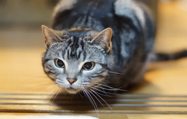 Cat, eyes, cat, mustache, look