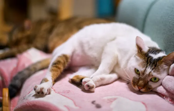 Cat, cat, look, face, pose, sofa, stay, cats