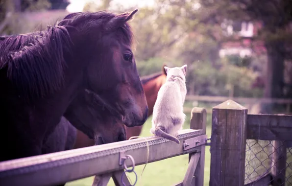 Cat, animals, summer, horse, the fence, garden, friendship, white