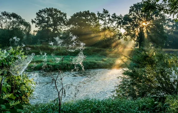 Picture grass, web, morning, meadow