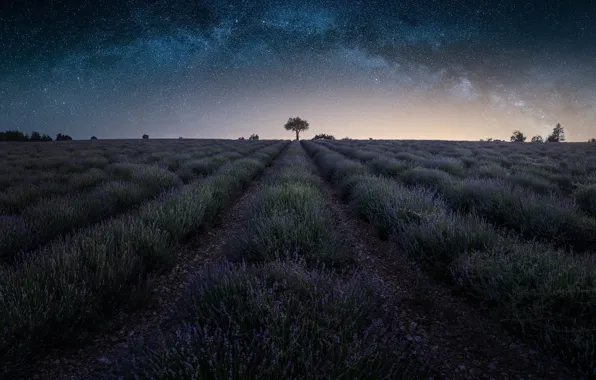 Summer, the sky, stars, flowers, night, tree, dal, horizon