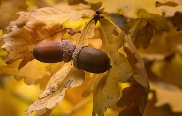 Autumn, leaves, macro, oak, acorns