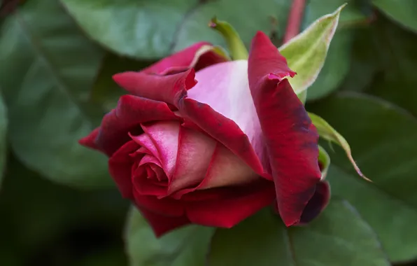 Picture leaves, flowers, red, roses, petals, buds