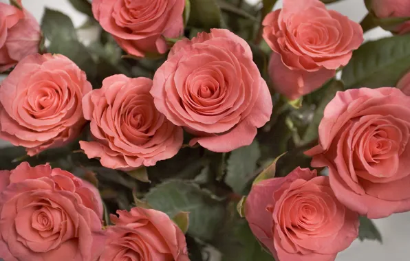 Picture roses, bouquet, roses