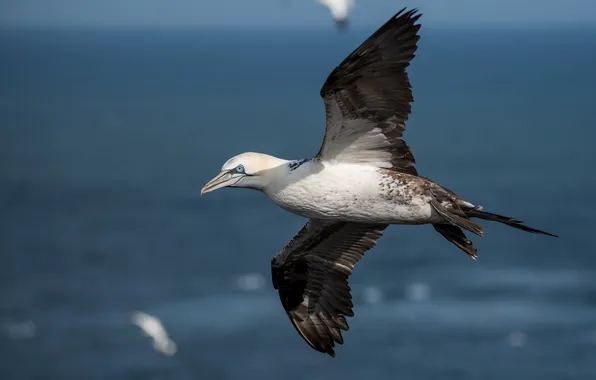 Sea, light, flight, bird, pond, the Northern Gannet, wingspan