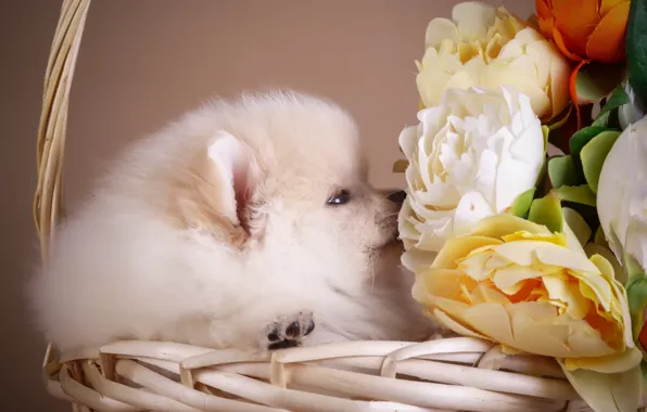 Picture flowers, basket, puppy, Spitz