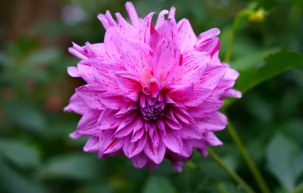 Flower, leaves, macro, background, stems, pink, petals, garden