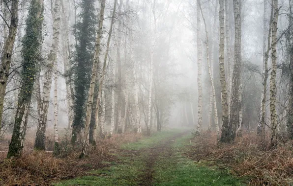 Road, fog, birch