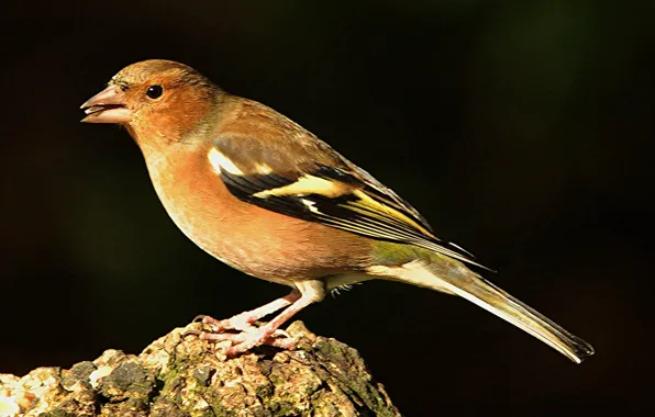 Picture bird, beak, tail, Chaffinch