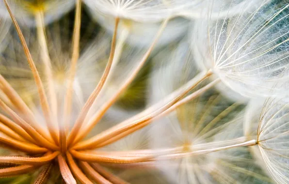 Macro, flowers, dandelion, ease, plant