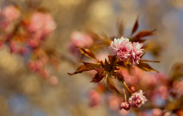 Picture leaves, flowers, branch, spring, flowering, wallpapers, spring