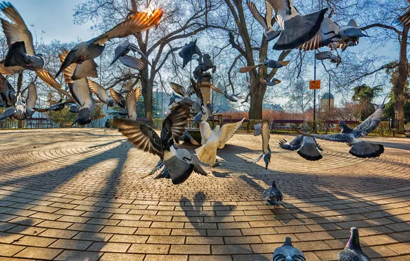 Birds, the city, Park, pigeons