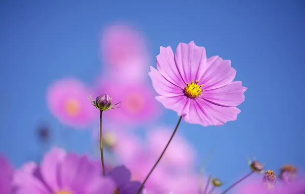 Summer, flowers, nature, pink, kosmeya