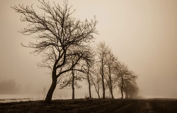 Field, trees, landscape, nature, fog