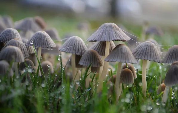 Picture grass, drops, mushrooms, web