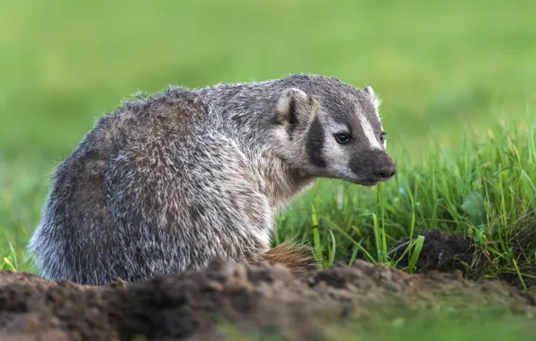 Grass, look, earth, glade, face, badger, American badger