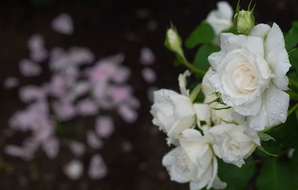 Drops, macro, roses, petals, buds, white roses, bokeh