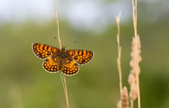 Picture butterfly, stems, wings, antennae, wings, butterfly, antennae, stalks