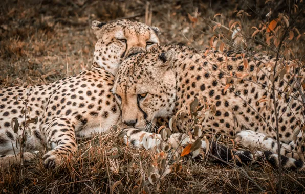 Nature, pair, two, Cheetah, cheetahs