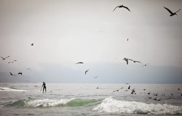 Picture sea, birds, people