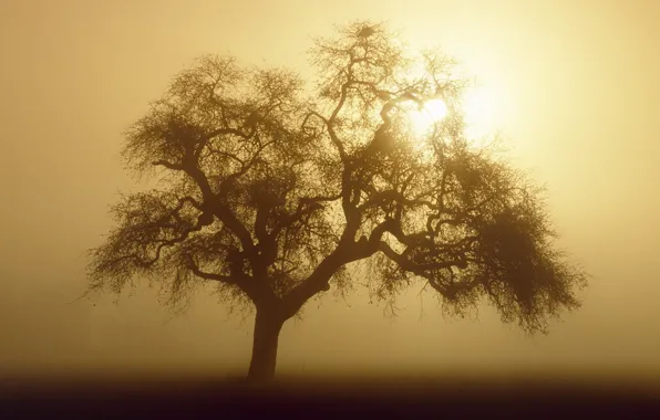 Picture the sun, fog, tree, Sepia