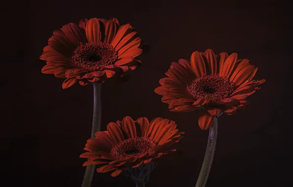 Trio, gerbera, the dark background