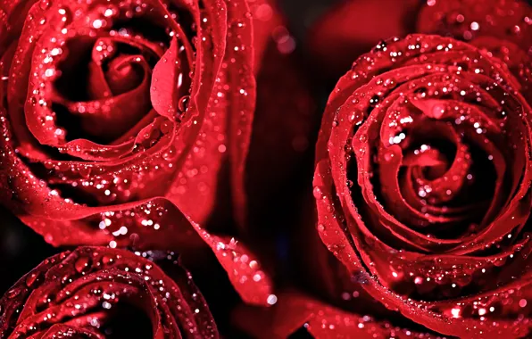 Drops, flowers, red, roses