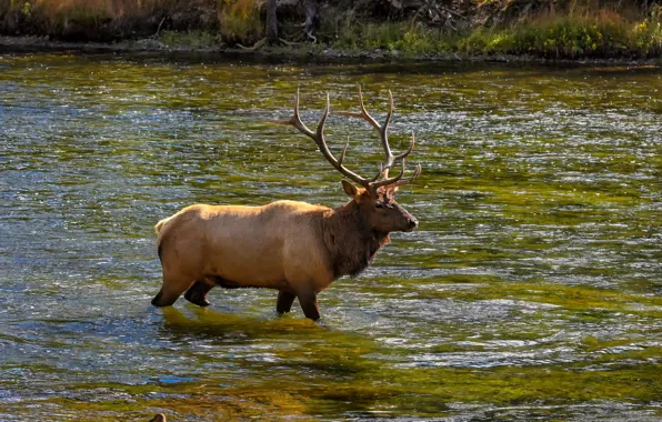 Picture trees, duck, deer, the sun, river, forest