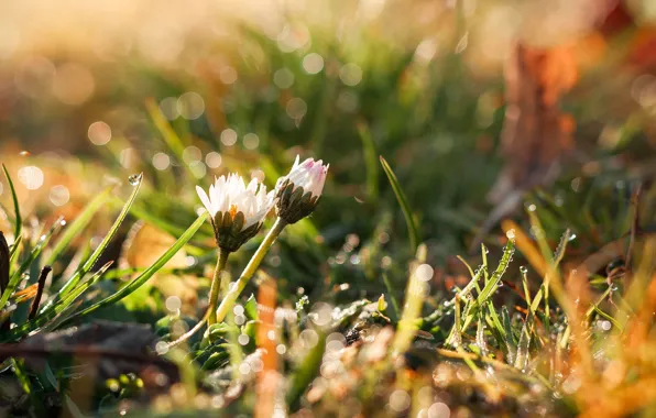 Picture summer, grass, the sun, drops, flowers, Rosa, glare, bokeh