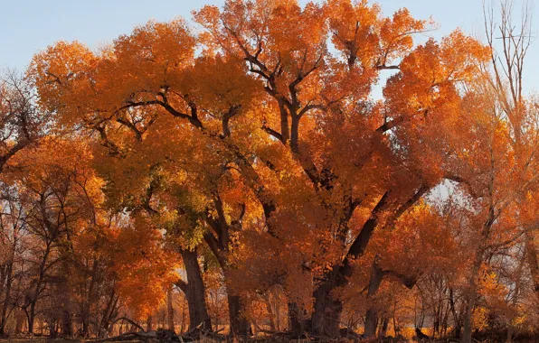 Picture autumn, the sky, leaves, tree