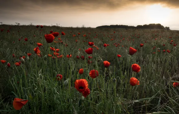 Picture wheat, field, summer, the sky, grass, clouds, light, flowers