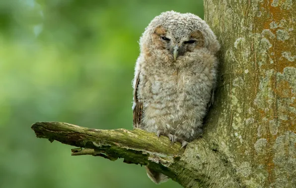 Picture look, background, bird, owl