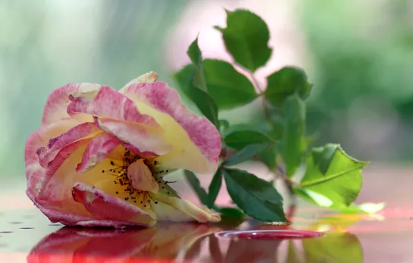 Picture background, pink, rose, tea