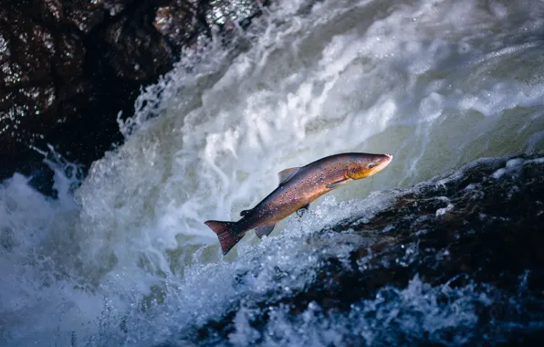 Picture wave, water, jump, fish, pond, trout