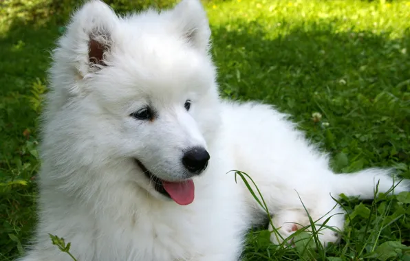 Grass, puppy, Samoyed