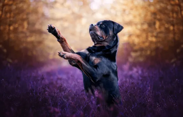 Grass, look, trees, nature, pose, glade, dog, paws