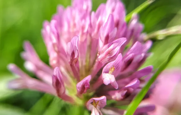 Macro, flowers, nature, clover, flower, nature