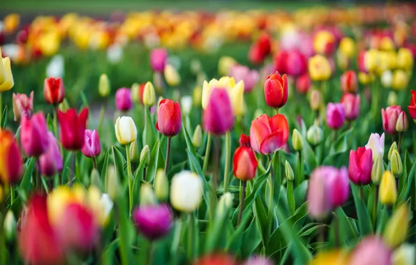 Field, flowers, spring, yellow, tulips, red, pink, white
