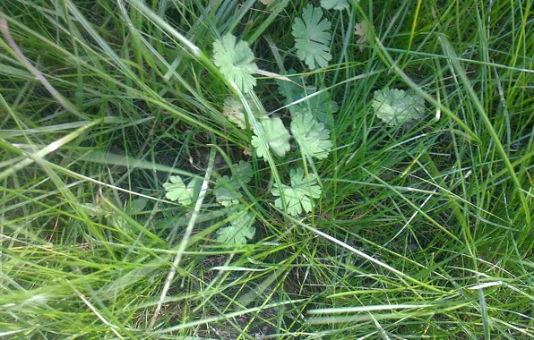 Picture greens, grass, plants, Spring, may, leaves