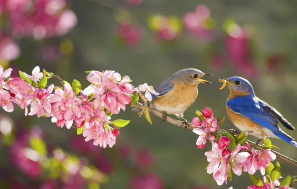 Flowers, branch, spring, garden, female, male, sialia