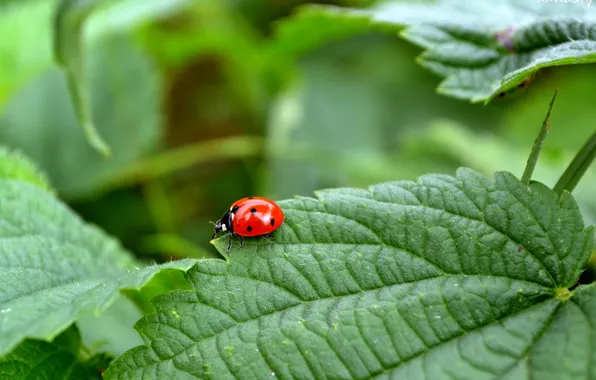 Nature, sheet, ladybug