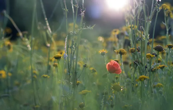Field, grass, flowers, meadow