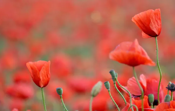 Picture Maki, petals, red