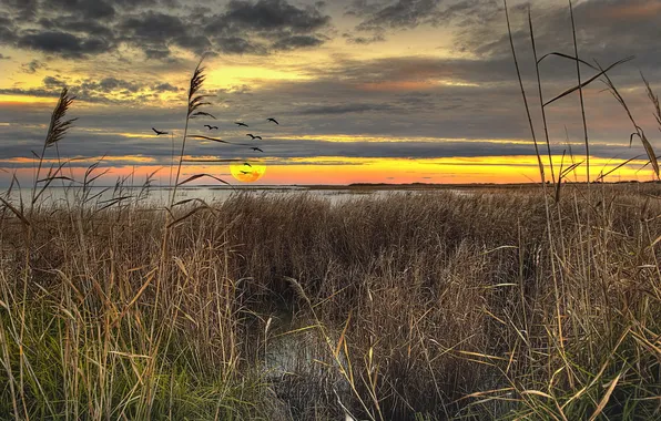 The sun, clouds, sunset, lake, horizon, reed