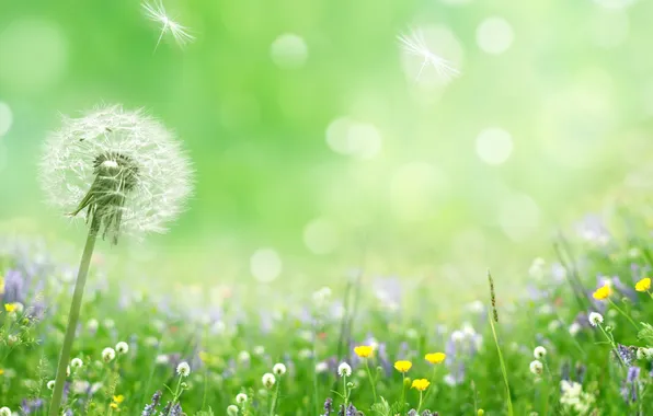 Flowers, nature, spring, petals, bokeh