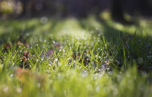 Picture greens, grass, drops, bokeh