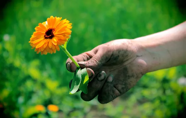 Picture GREENS, BRUSH, FLOWER, HAND, EARTH, The GARDEN