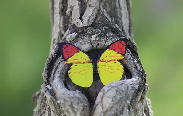 Picture background, tree, butterfly