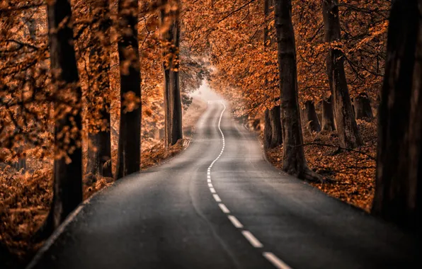 Picture road, autumn, forest, trees, nature, Park